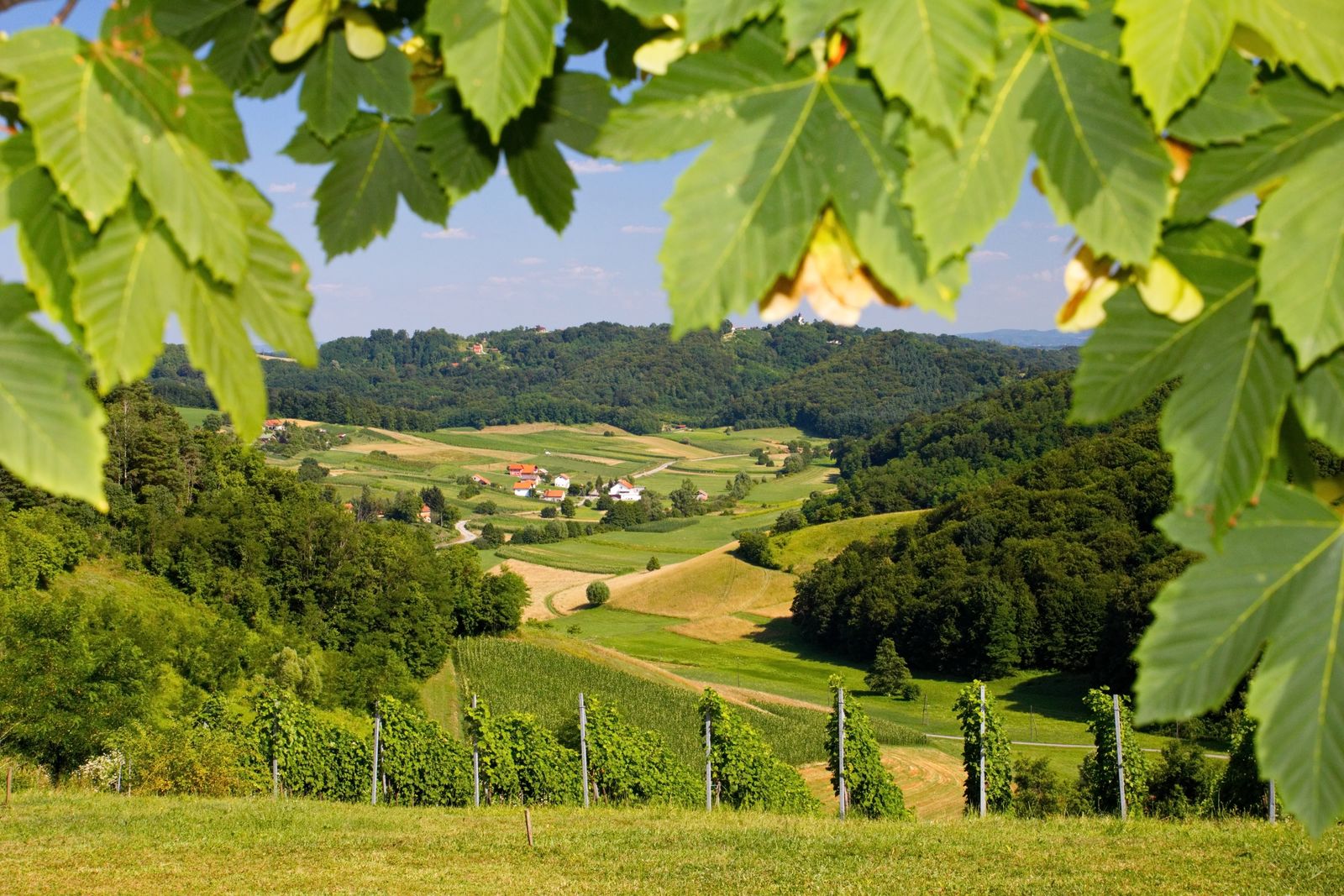 Fields and wooded countryside, illustrative photography
