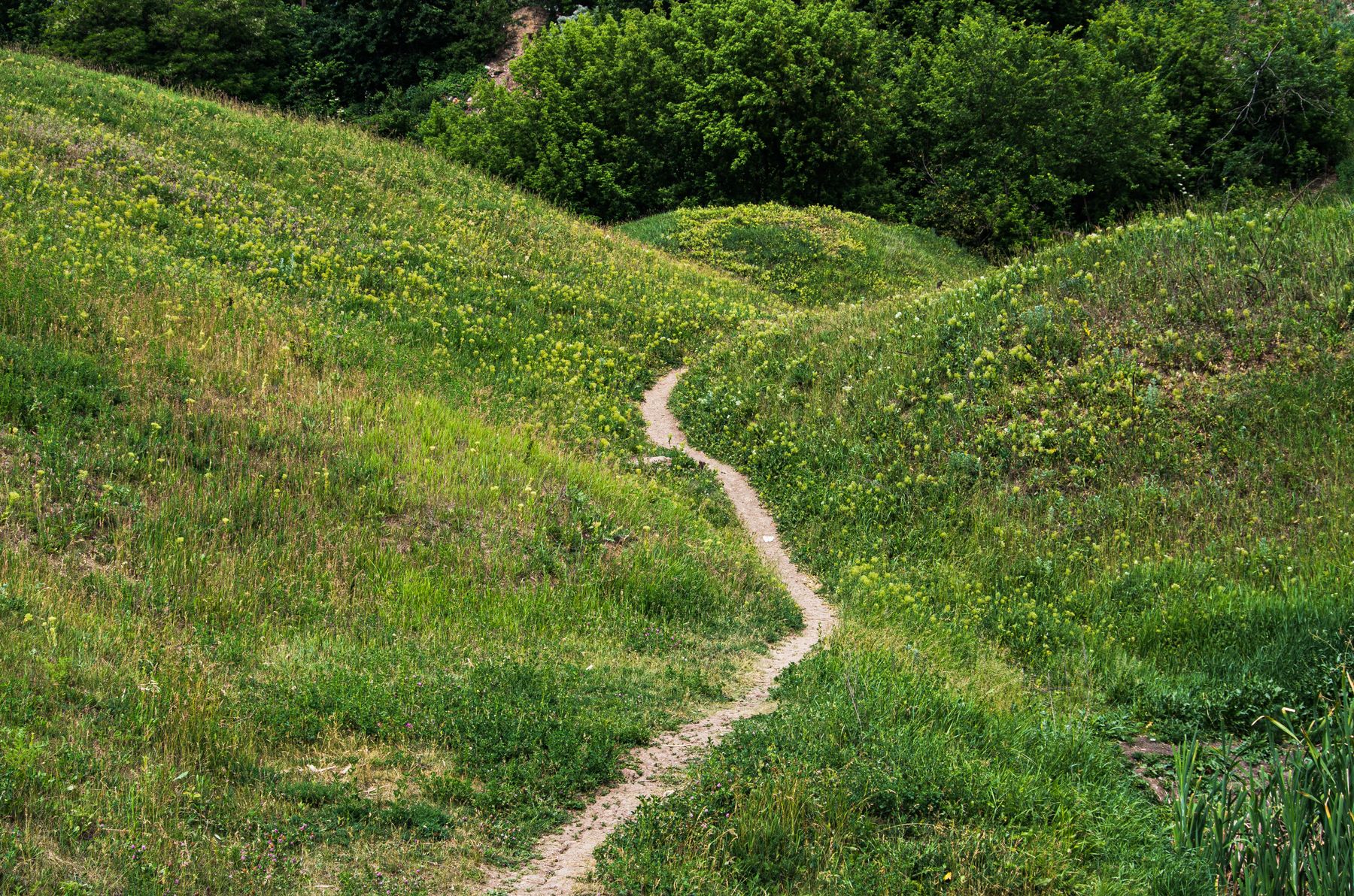 A winding path through green rolling hills