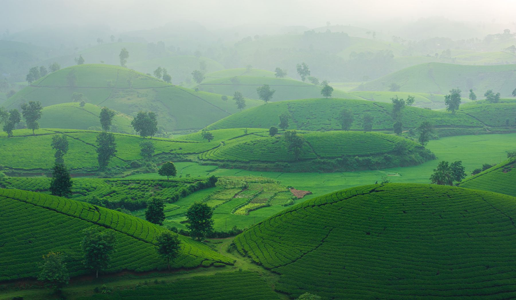 Green tea hills in morning mist