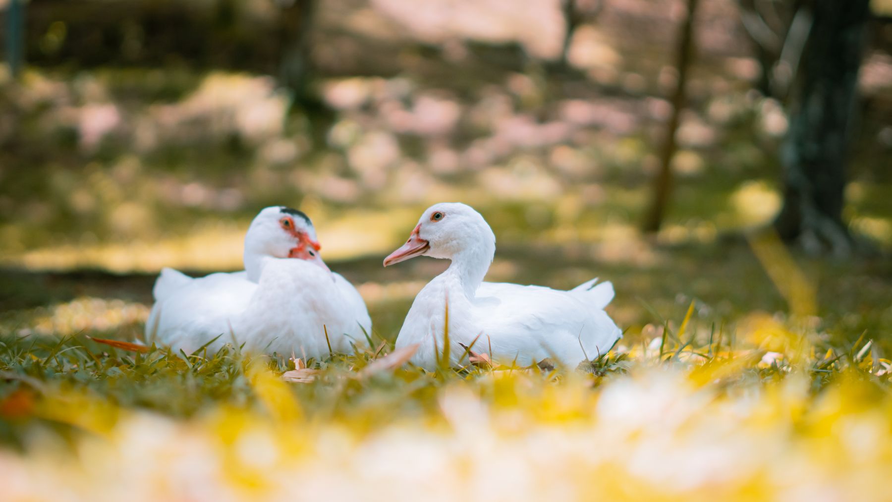 Two white ducks resting among yellow flowers