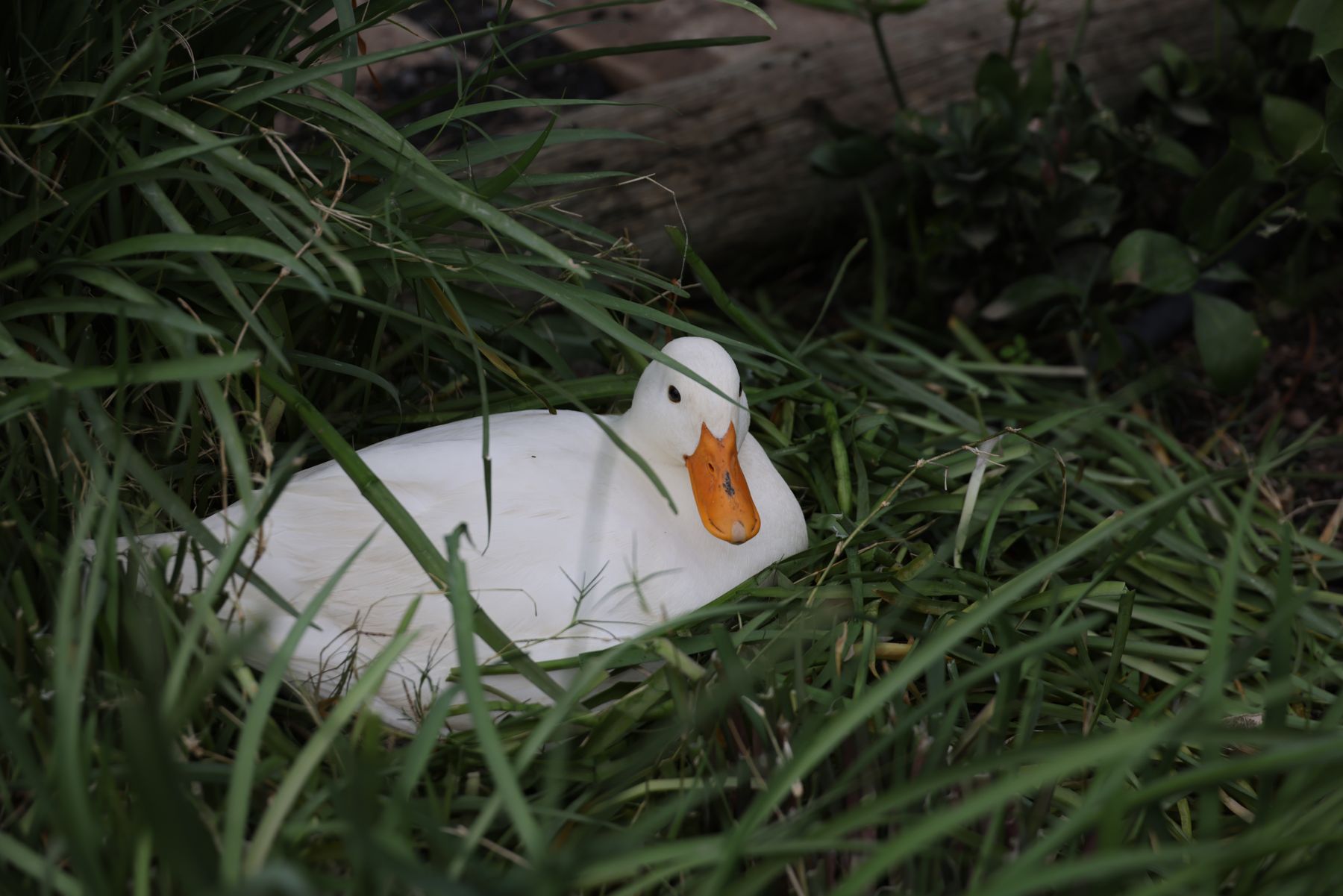 A white duck resting in long grass