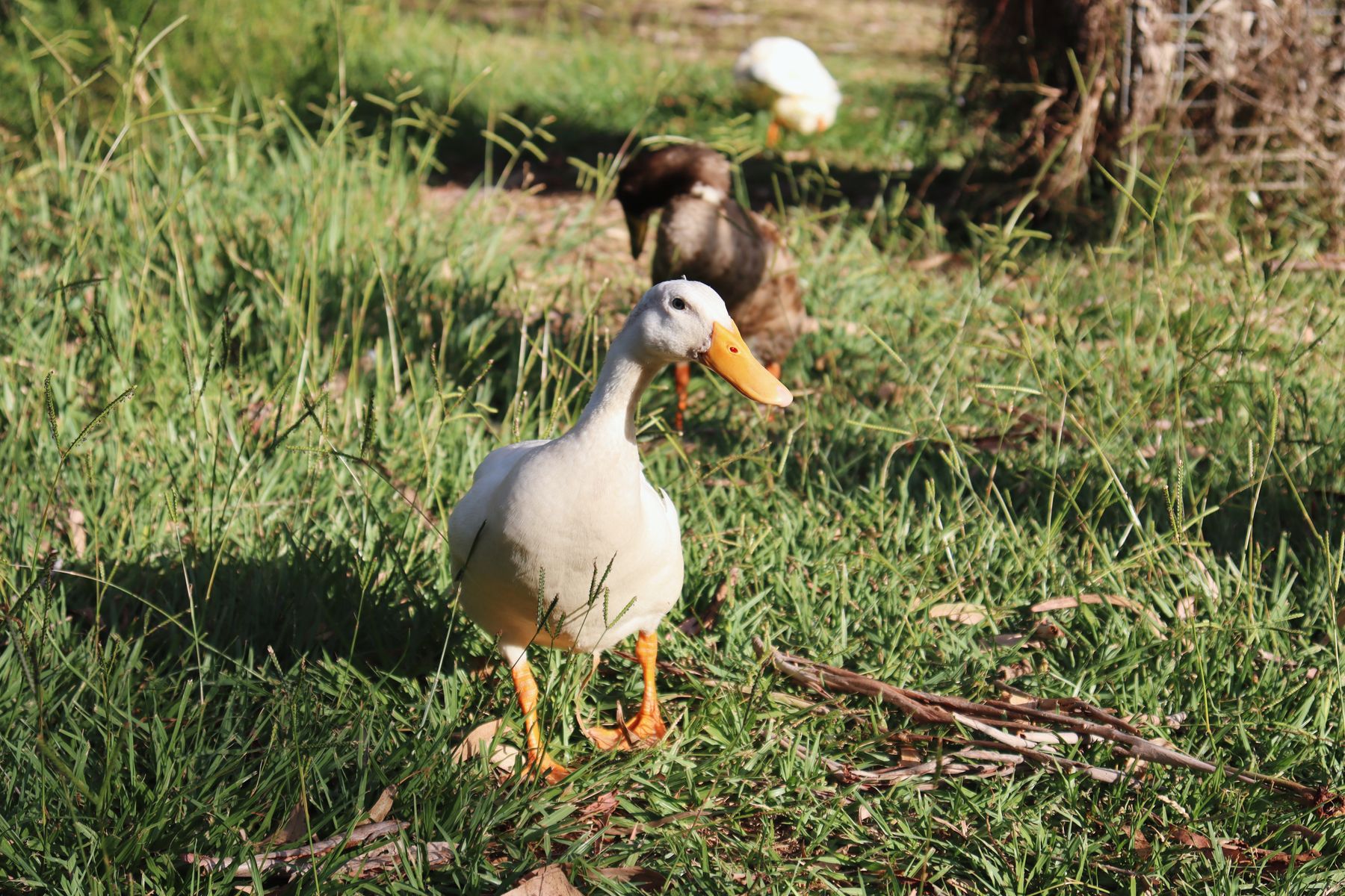 A white duck walking on grass