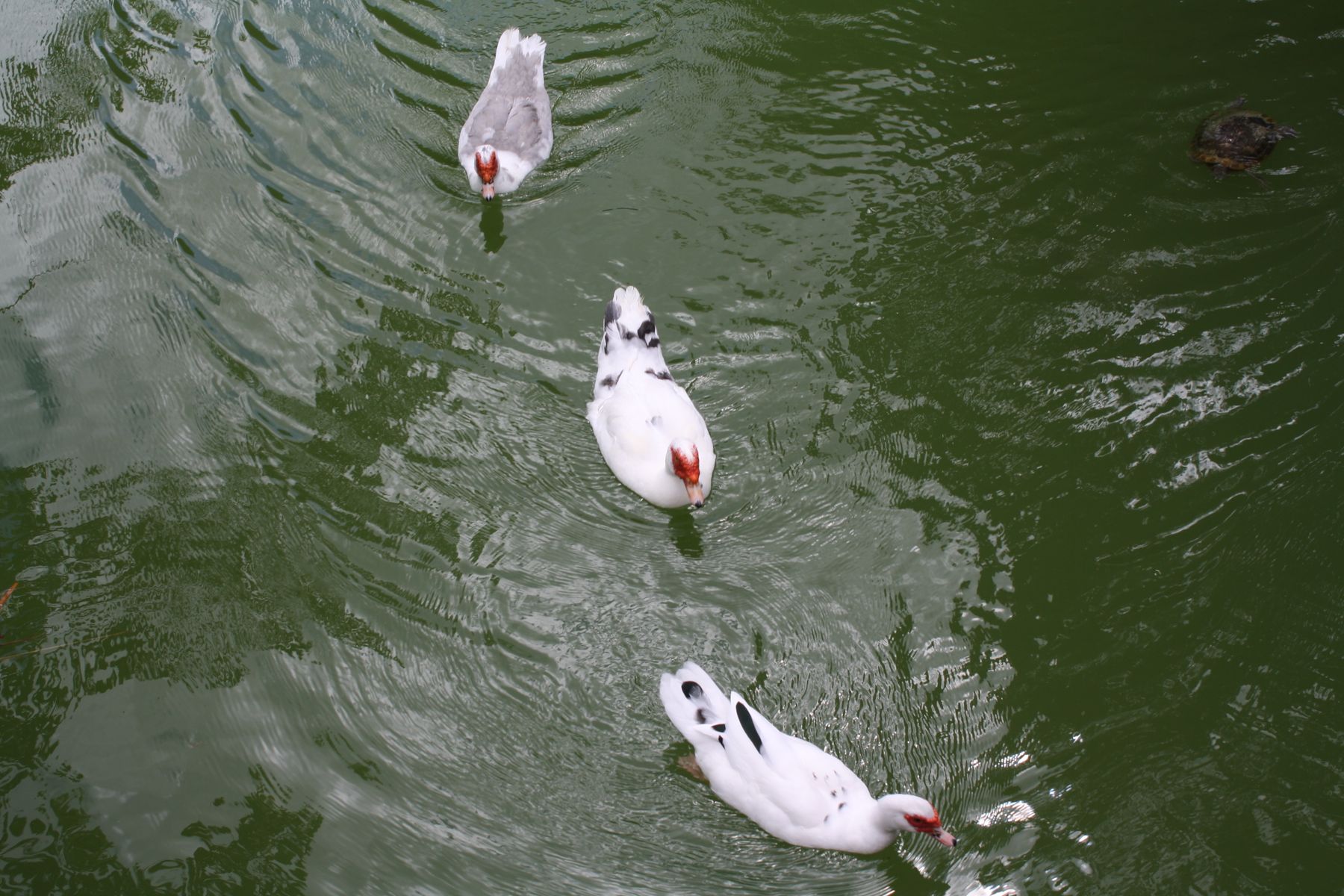 White ducks swimming on a green pond