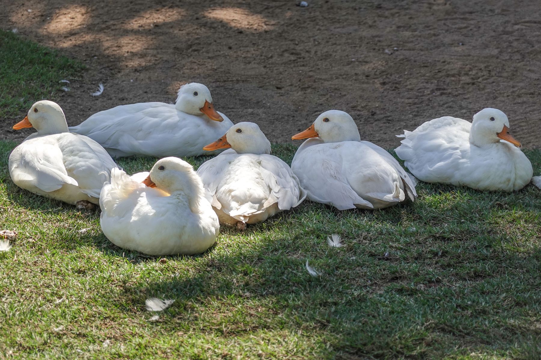 Six white ducks resting on grass