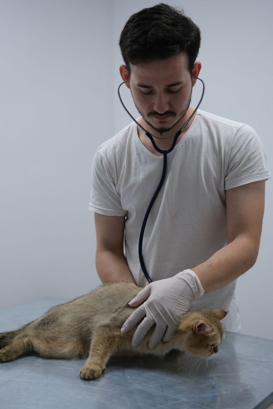 Kindred Vets at work